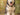 Dog grooming for Alaskan Malamute dogs
