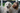 Happy golden retriever pet dog being brushed with the refuresh deshedding brush to remove tangles and undercoat to look after the pet