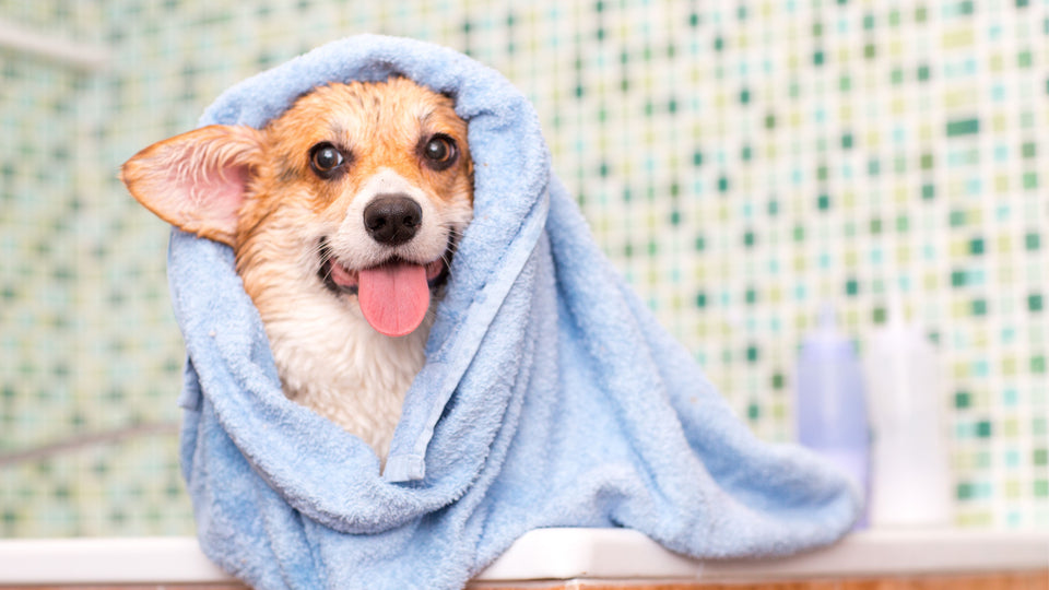 A Fur-Free Home this Autumn with Refuresh