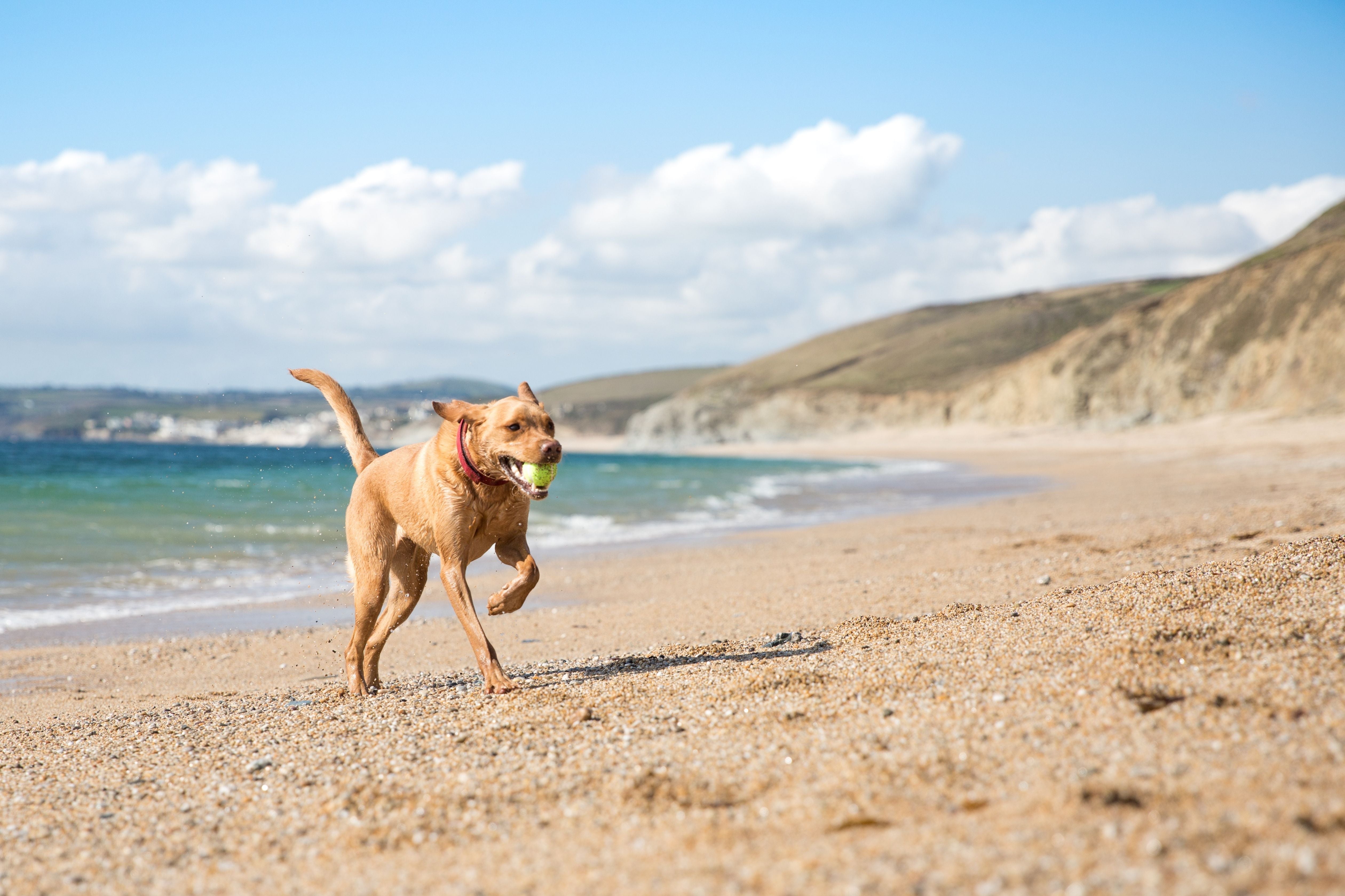 Sandy paws and shiny coats. – Refuresh