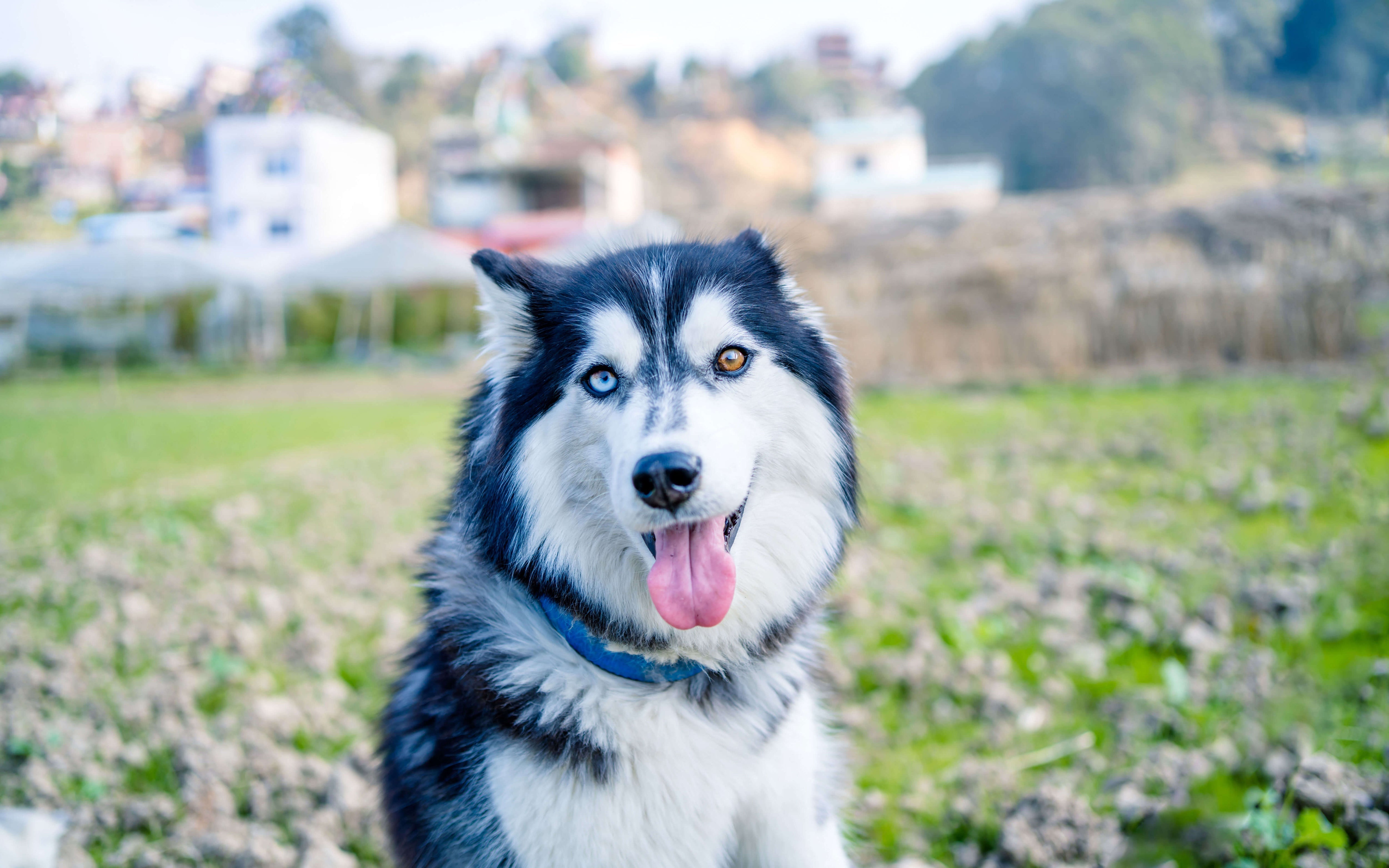 Deshedding Tools for Double Coated Breeds – Refuresh