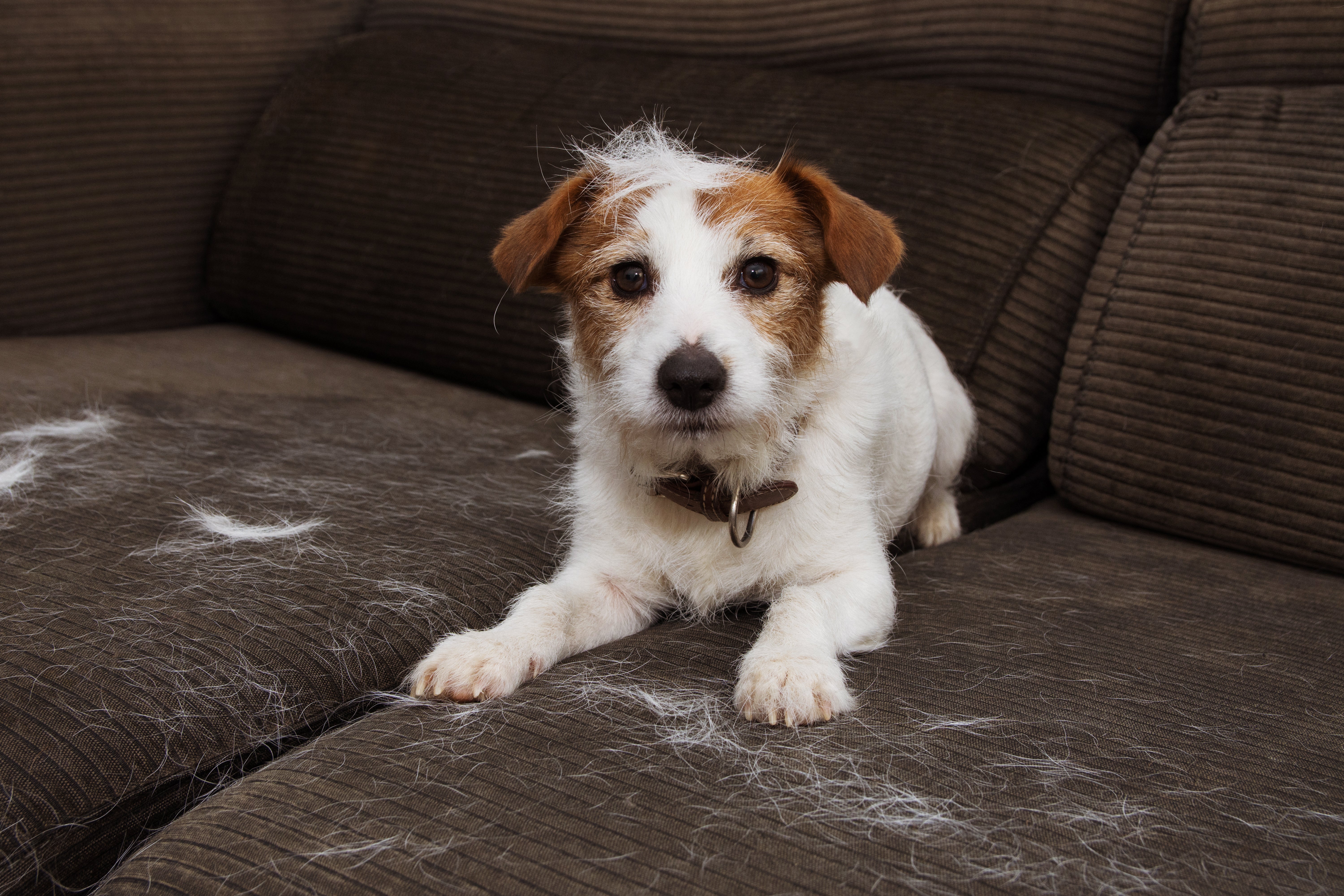 The Best Brush for Dogs! – Refuresh
