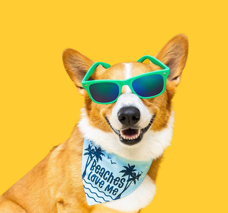Contact Refuresh | Find the best deshedding brushes for your pet