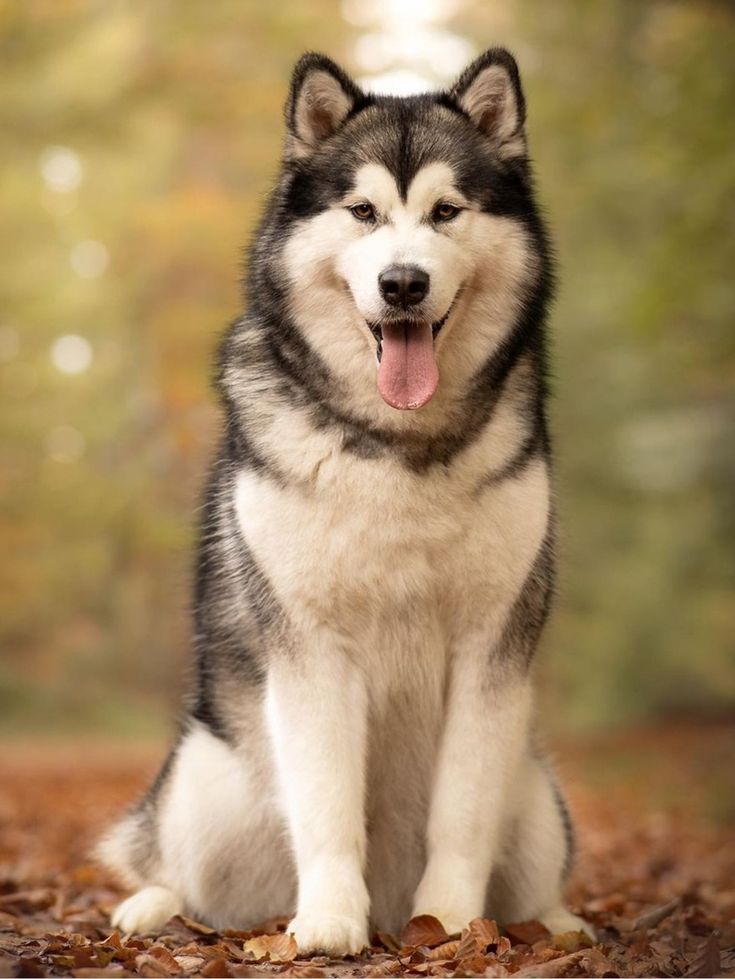 View of Alaskan Malamute Deshedding | Caring for Alaskan Malamute Long Hair ...