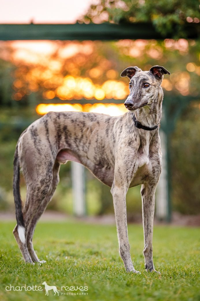 Greyhound deshedding made simple | Gentle grooming with Refuresh