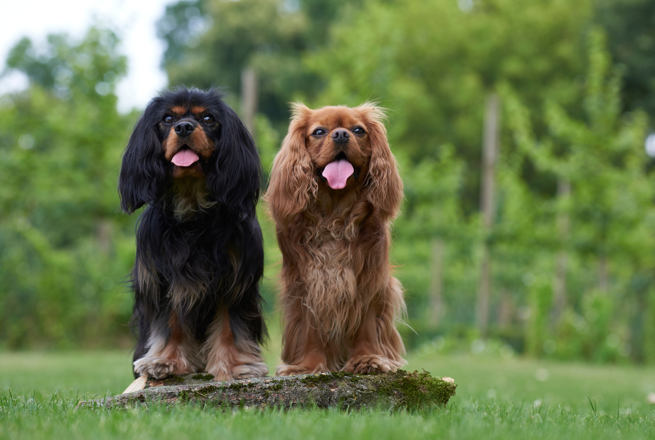 Cavalier King Charles – Refuresh