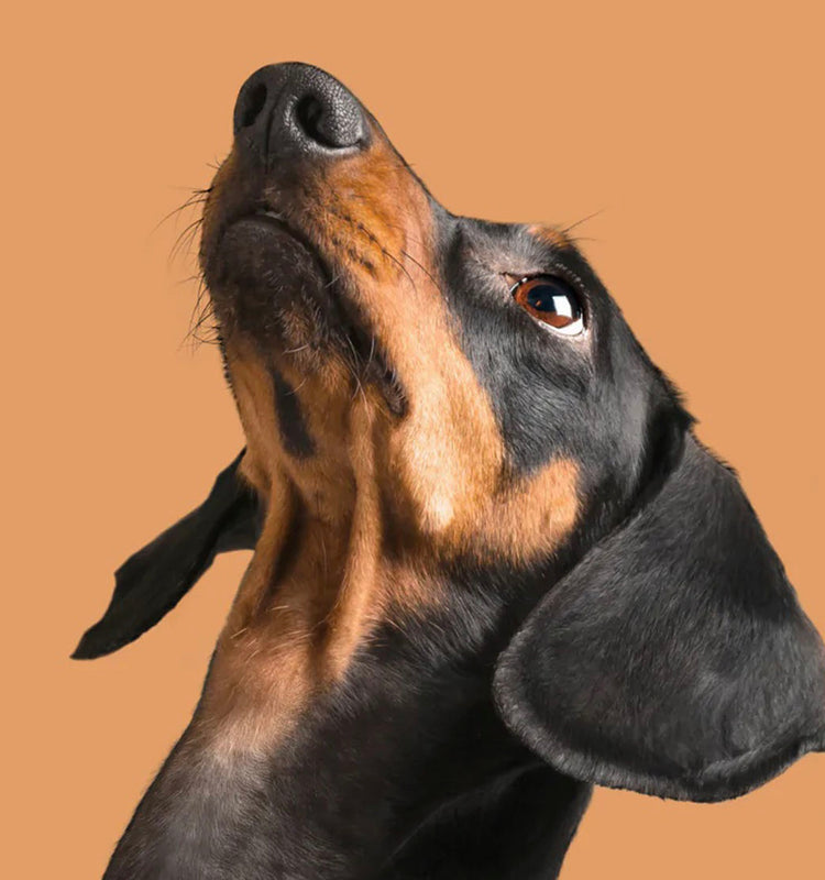 About Refuresh | Deshedding brushes & dog deshedding tools and experts