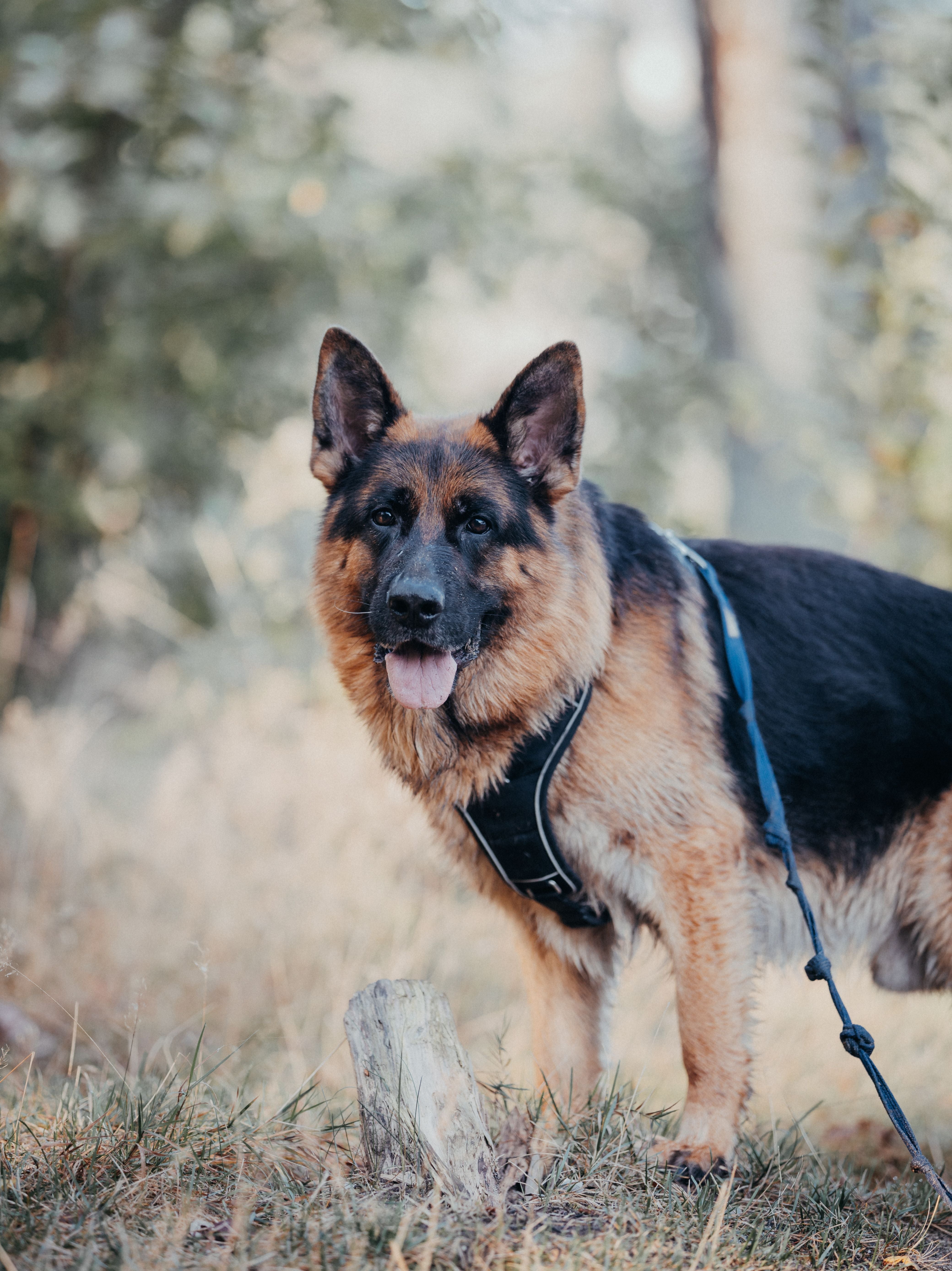 Looking for the deshedding brush for your German Shepherd? – Refuresh